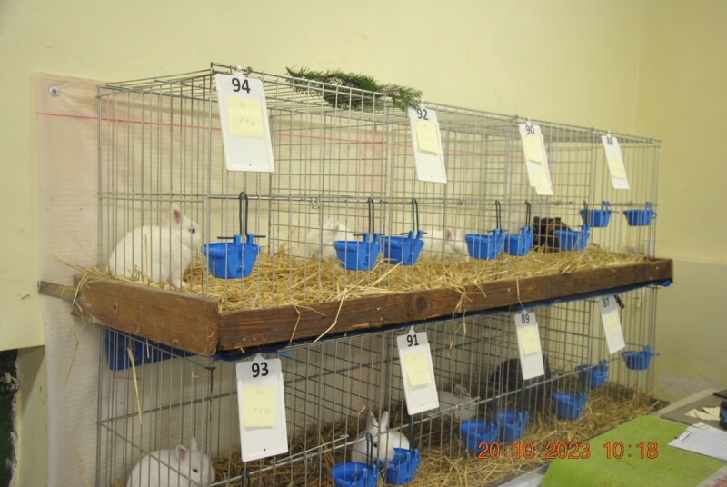 Výstava králikov